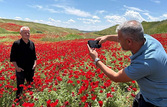 Gelinciklerle kaplanan tarla kartpostallık görüntü oluşturdu