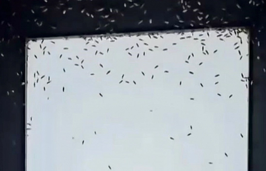 Gönen'de sinek istilası! Vatandaş isyanda...