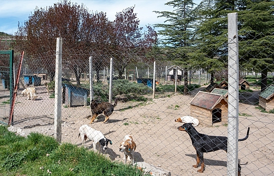 Gönüllü olarak baktı! İdari para cezası kesildi