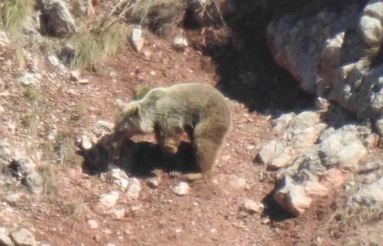 Gümüşhane'de ayağı kopmuş 'Topal Ayı' görüntülendi