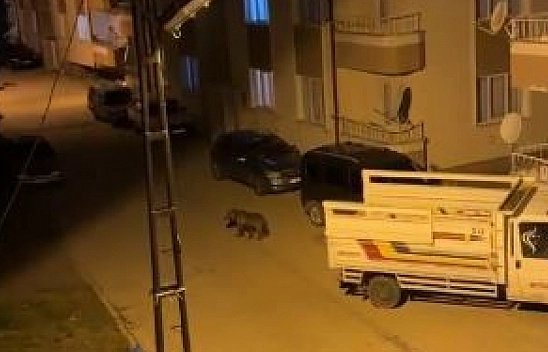 Gündüz arazide gece ise sokaklarda vatandaşların kabusu oldu