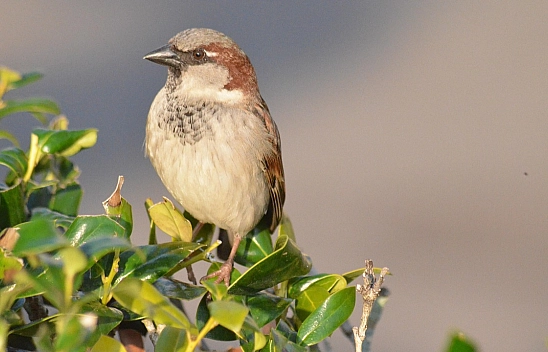 Havalar ısınıyor: Malatya'da 30 dereceyi görecek