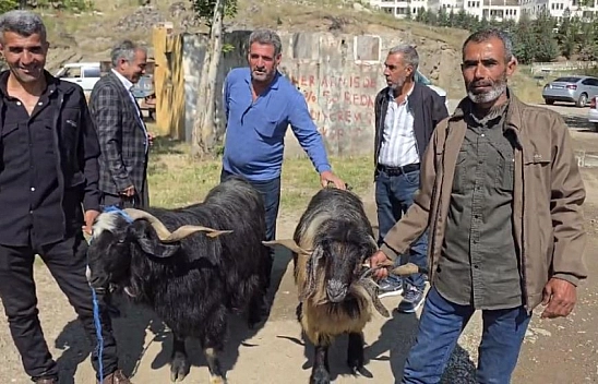Hayvan pazarına ilgi arttı