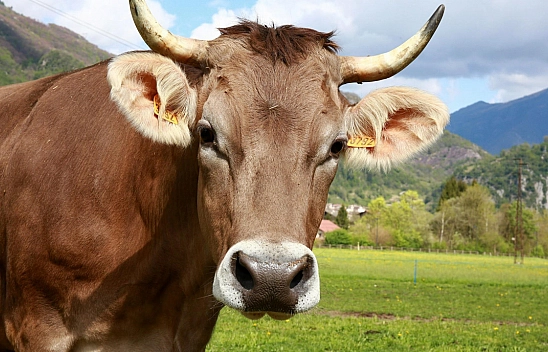 Hayvan sayısı azalıyor