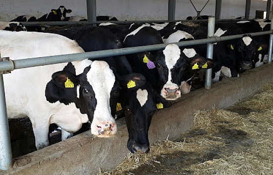 Bakanlık açıkladı! Hayvancılık ve gıda sektörüne destek verilecek