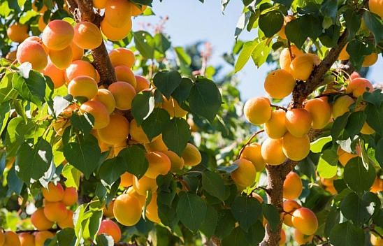 İşte 'Malatya kayısısını don vurmazsa ne olur?' sorusunun cevabı 