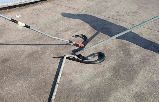 Hatay'da kara yılan mesaisi!