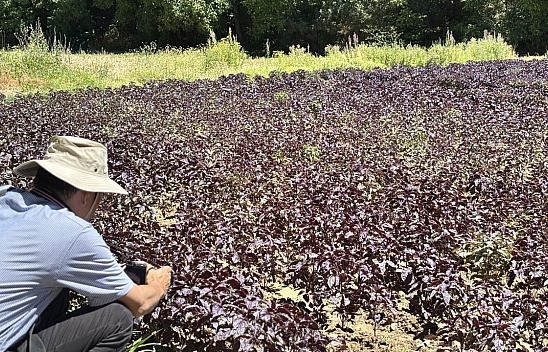 Japonların gözü Arapgir'in mor reyhanında! Adım adım tüm süreci incelediler