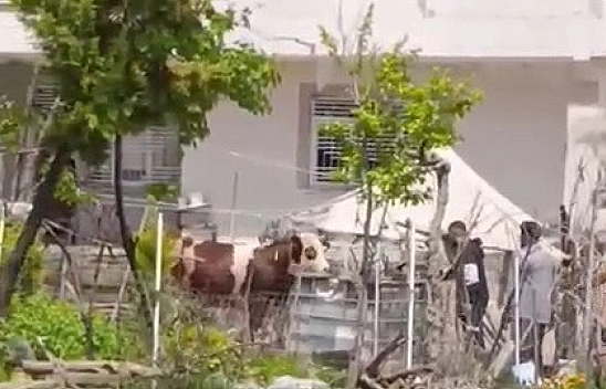 Kaçan kurbanlık iğne vurularak yakalandı