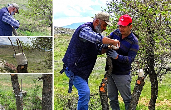 Kahramanmaraş ve Gaziantep'ten getiriliyor... Malatya'da hazine arazilerinde kullanılıyor…