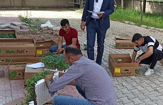 Kale'de üreticilere sebze fidesi dağıtıldı