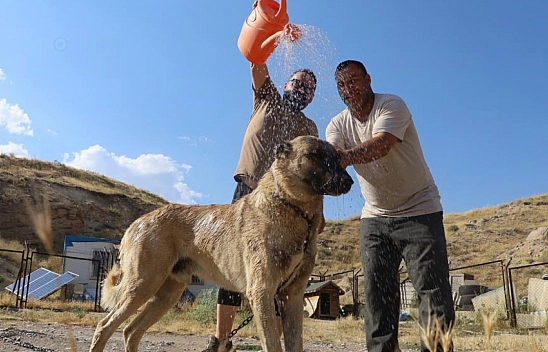Kangal köpekleri sıcakta ciddi sağlık sorunları yaşayabilir