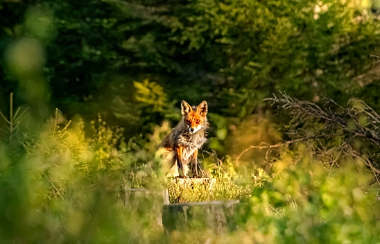 Kar yağışı ölümle burun buruna getirdi: Malatya'da yaban hayvanları için çağrı!