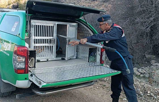 Çukura düşen tilki kurtarıldı