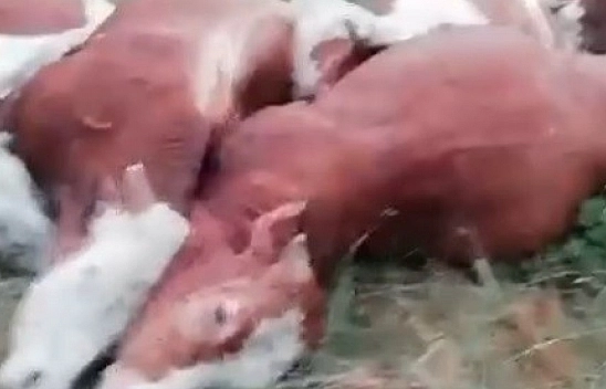 Yıldırım Felaketi Kars'ı Vurdu