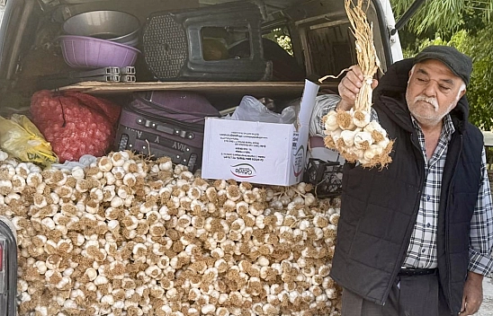 Kastamonu'da toplanıyor… Malatya'da satılıyor.