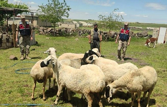 Kaybolan kurbanlıklar dron ile bulundu