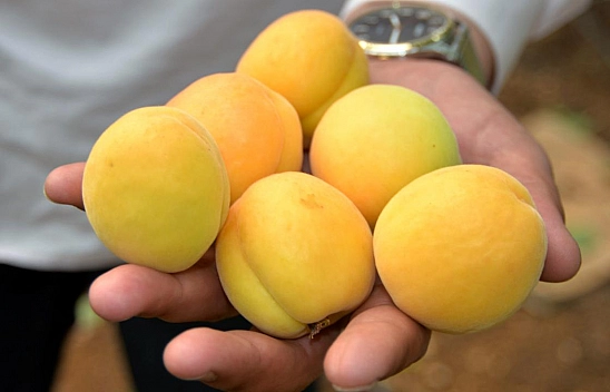 Kayısı Fiyatları Alarm Veriyor! Malatya'da Kayısı Mitingi Düzenlenecek!