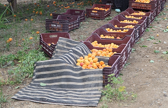 Kayısı Hasadı Başladı! Tarlada 20 TL'den satılıyor..!