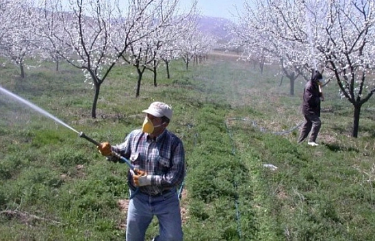 Kayısı, Ramazan'da da emek istiyor..!