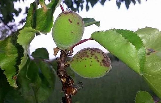 Kayısı üreticileri dikkat! Monilya ve Çil hastalıkları artıyor | Yağışlar ağaçlarında zarar veriyor!