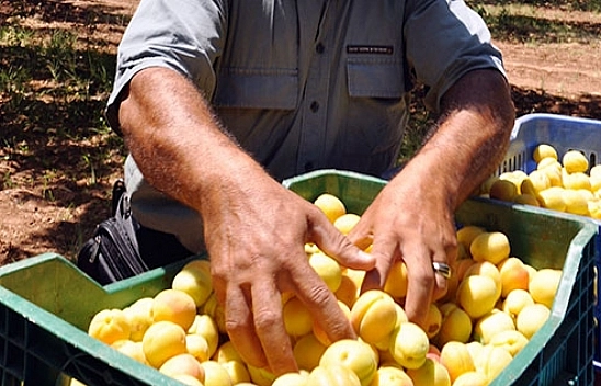 Kayısı Üreticileri İçin Tehlike Çanları Çalıyor, İşçi Krizi Kapıda!