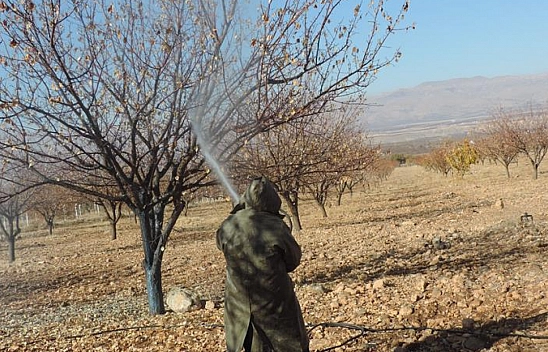 Kayısı Üreticilerine Uyarı: Ağaçları Korumak İçin Bordo Bulamacı Uygulama Zamanı
