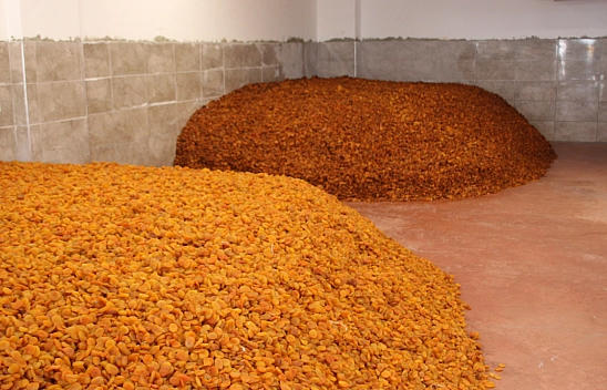 Kayısıda, alışık olmayan kayıplar yaşanıyor