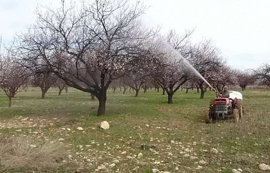 Kayısıda don tehlikesi sürüyor