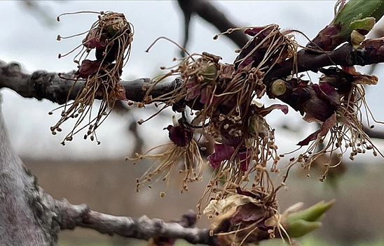 Kayısıda monilya hastalığı uyarısı!