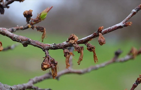 Malatyalı Kayısı Üreticilerine Uyarı!