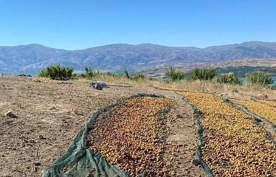 Kayısının başına gelmeyen kalmadı! Önce Dolu, Sonra Sert Rüzgarlar, Şimdi de...