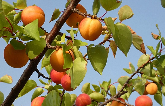 Kayısının Başkentinde Kayısı Konuşuldu! 'Alternatif Pazar Alanları Oluşturulmalı'