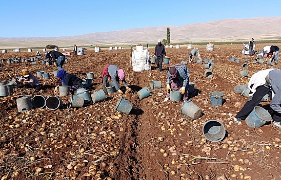 Kayısının yerini patates mi alıyor? 20 bin ton rekolte bekleniyor…