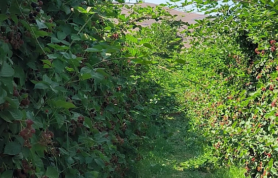 Kayısıya Alternatif Olarak Yetiştiriyor.. İlk yıl 80, İkinci Yıl 1,5 Ton Hasat Yaptı! Siparişlere Yetişemiyor...