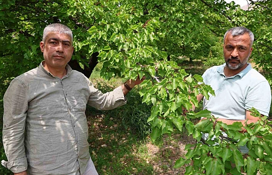 Kayısı rekoltesinde düşüş!