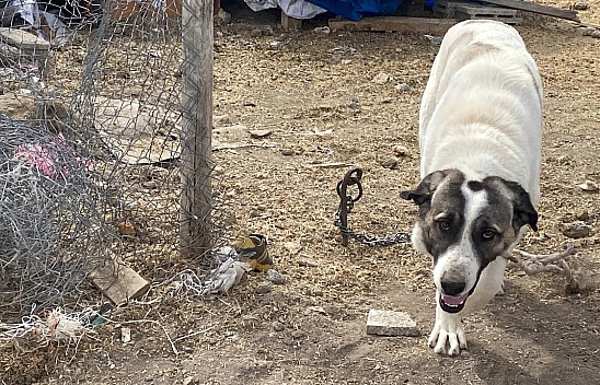Kayseri'de köpek dehşeti