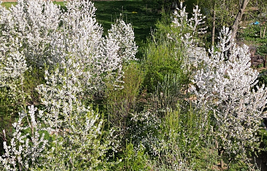 Kiraz ağaçları beyaza bürüdü!