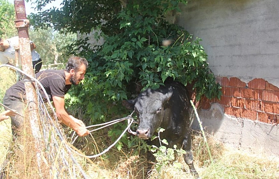 Kızgın boğa 2 saat boyunca herkesi peşinden koşturdu