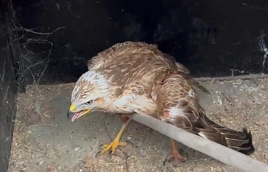 Kızıl şahine nefes oldu