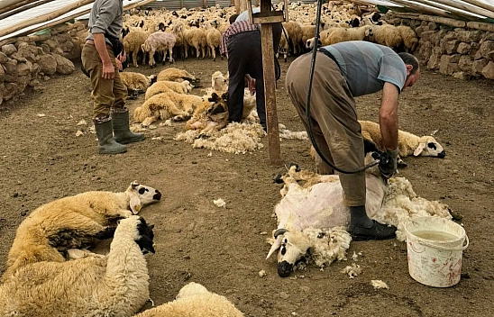 Tunceli'de koyunları bakın ne ile kırpmaya başladılar...!