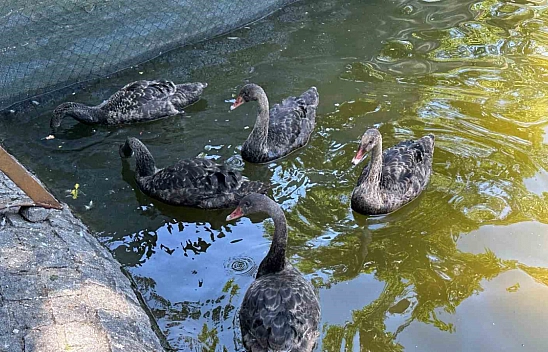 Kuğulu Park'taki yavru kuğular büyüdü