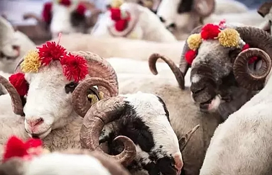 Kurban alırken, dolandırıcıların kurbanı olmayın!