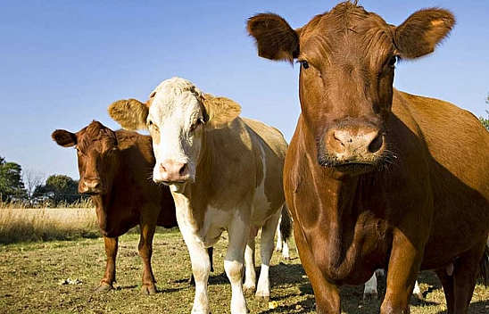 Emniyet uyardı, paranızdan olmayın!