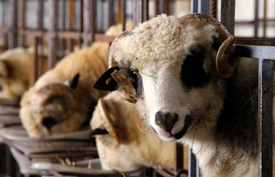 Kurban Bayramı tatili belli oldu