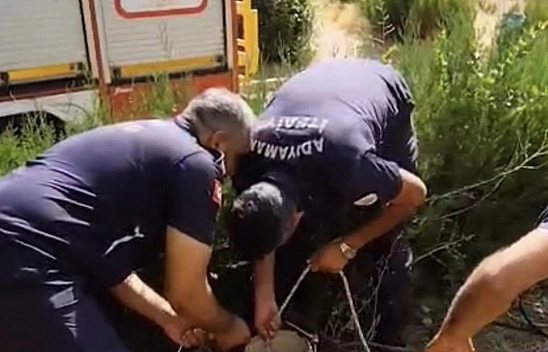 Kuyuya düşen yavru kediyi itfaiye kurtardı