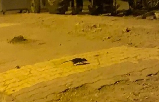 Mahalleyi lağım fareleri sardı!
