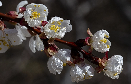 Malatya kayısı ağaçları çiçek açtı!