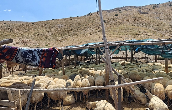 Malatya'da 100 Bin Liraya Çoban Bulanamıyor: Kaçak İşçi Düzeni 'Çavuş'ların Elinde