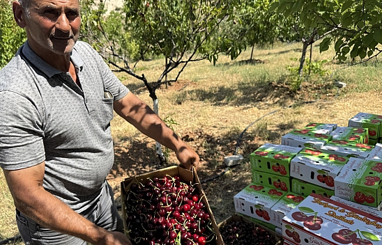 Malatya'da 1100 ton rekolte bekleniyor! İngilizler, Almanlar şimdiden sıraya girdi